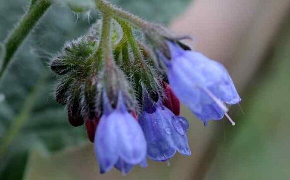 medicinal comfrey for the treatment of varicose veins